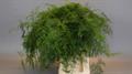 Asparagus plumosus